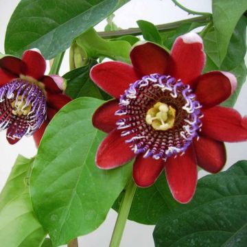 Passio - Passiflora alata