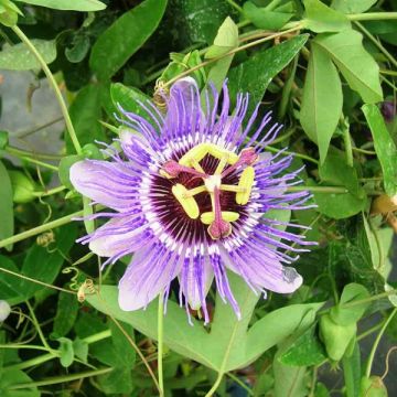 Kärsimyspassio Purple Haze
