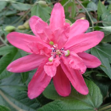 Kärsimyskukka Pink Passion