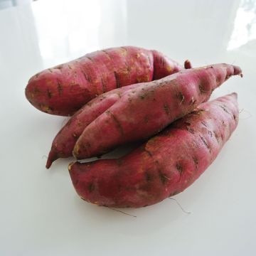 Bataatti Murasaki 29 taimena
