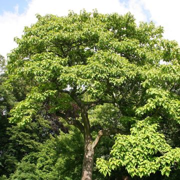 Keisaripuu - Paulownia tomentosa