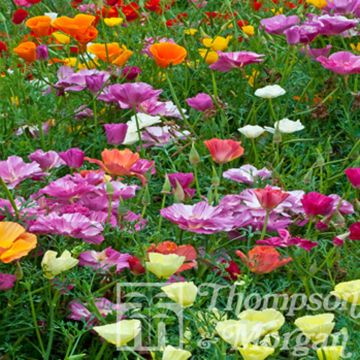 Kaliforniantuliunikko Monarch Mixed (siemenet)