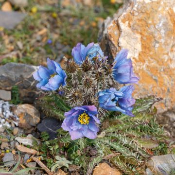 Piikkivaleunikko - Meconopsis horridula