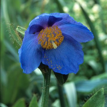 Sinivaleunikko - Meconopsis x sheldonii