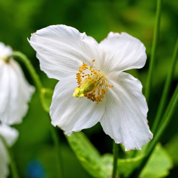 Sinivaleunikko Alba
