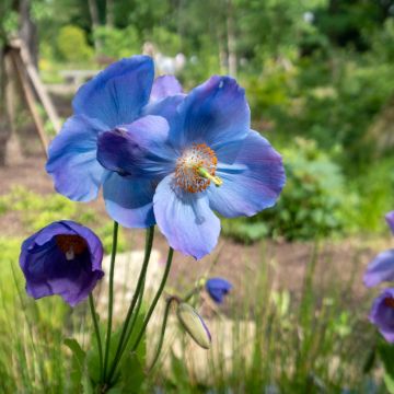 Sinivaleunikko - Meconopsis betonicifolia