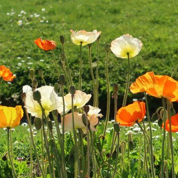Helounikko Gartenzwerg