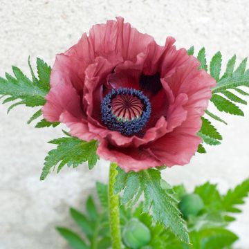 Idänuniko Patty's Plum