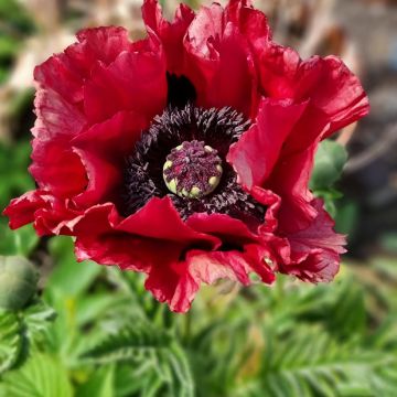 Idänuniko Red Rumble