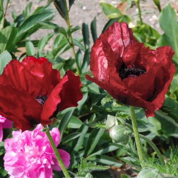 Idänuniko Royal Chocolate Distinction