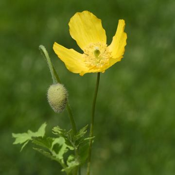 Englanninunikko - Meconopsis cambrica