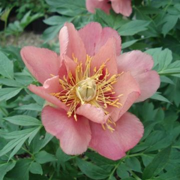 Itoh-pensaspioni Old Rose Dandy