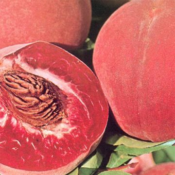 Persikka Sanguine vineuse luomu