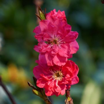 Persikka Taoflora Red