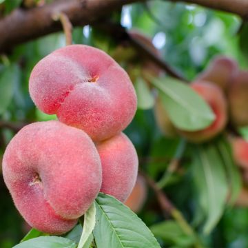 Persikka Fruit Me Peach Me Donut