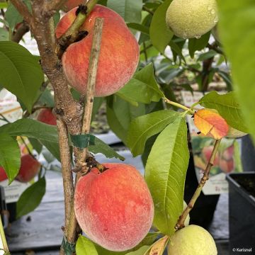 Persikka Fruit Me Peach Me Red