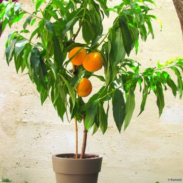 Persikka Fruit Me Peach Me Yellow