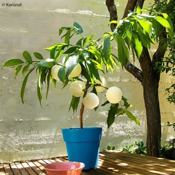 Persikka Ice Peach Gelo Fruit Me