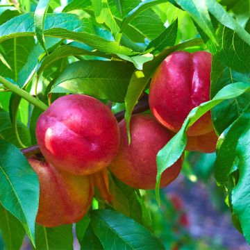 Nektariini Fruit Me Necta Me