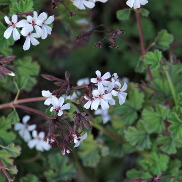 Tuoksupelargoni Ardwick Cinnamon