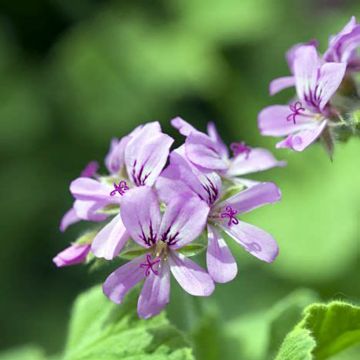 Tuoksupelargoni Atomic Snowflake