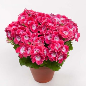Enkelipelargoni Bermuda Cherry