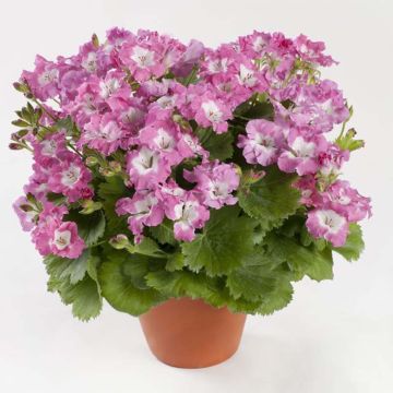 Enkelipelargoni Bermuda Pink