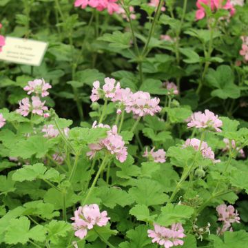 Tuoksupelargoni Attar of Roses