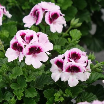 Tuoksupelargoni Mosquitaway Lizzy