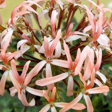 Vyöhykepelargoni Stellar Bird Dancer