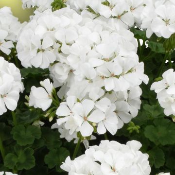 Enkelipelargoni TwoinOne White