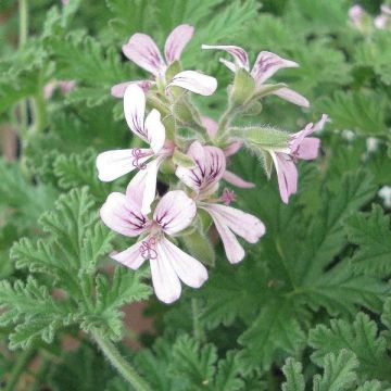Tuoksupelargoni - Pelargonium x fragrans