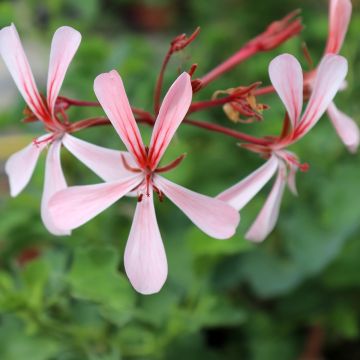 Pelargoni - Pelargonium acetosum
