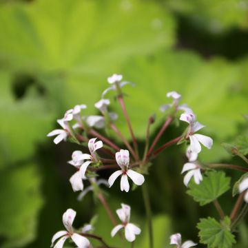 Tuoksupelargoni - Pelargonium album