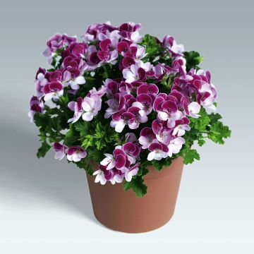 Tuoksupelargoni Angel Eyes Bicolor Purple White