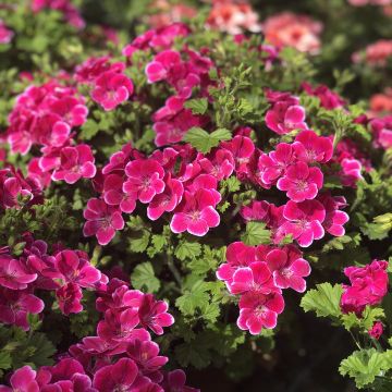 Tuoksupelargoni Angel Eyes Magenta