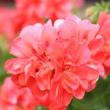 Riippapelargoni Double Apricot