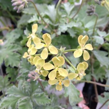 Pelargoni - Pelargonium gibbosum