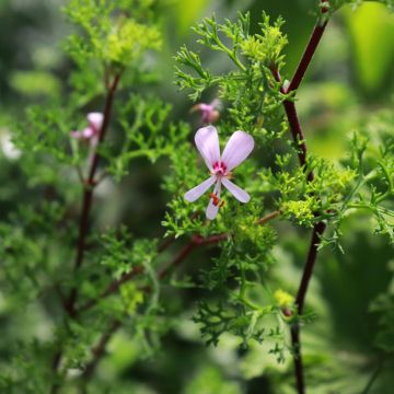 Tuoksupelargoni - Pelargonium fruticosum