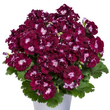 Enkelipelargoni Bermuda Merlot
