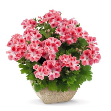Tuoksupelargoni Candy Flowers Peach Cloud