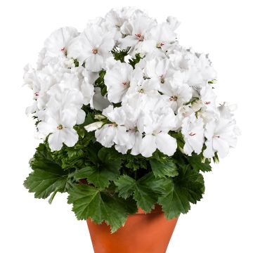 Tuoksupelargoni Candy Flowers White