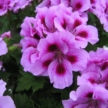 Enkelipelargoni Cynthia