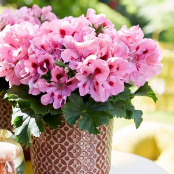 Enkelipelargoni Elegance Fenna