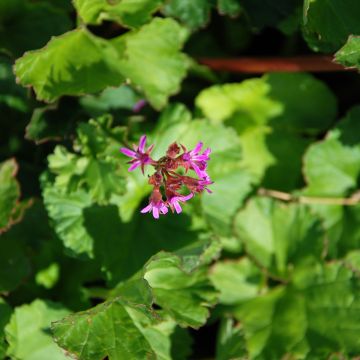 Kookospelargoni - Pelargonium grossularioides