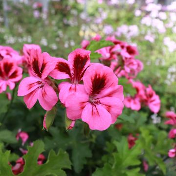 Tuoksupelargoni Brunswick