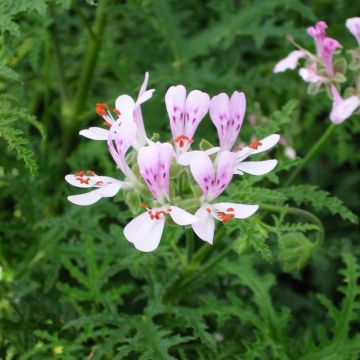 Tuoksupelargoni Candy Dancer