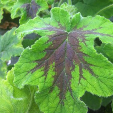 Piparminttupelargoni Chocolate