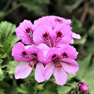 Tuoksupelargoni Cola Bottles