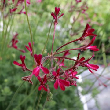 Tuoksupelargoni Deerwood Lavender